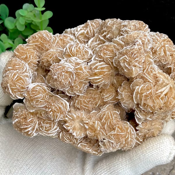 Cluster of sandy desert rose rosettes from Mexico, detail of the matrix contact