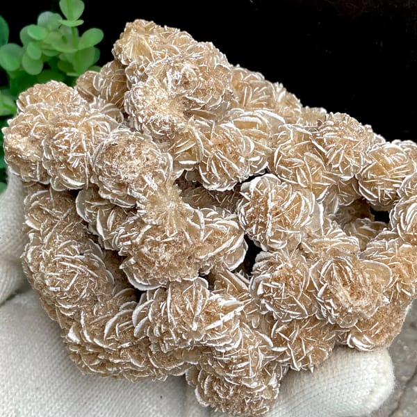 Cluster of sandy desert rose rosettes from Mexico, side view