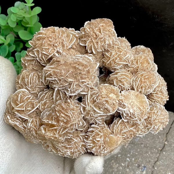 Cluster of sandy desert rose rosettes from Mexico, close-up of terminations