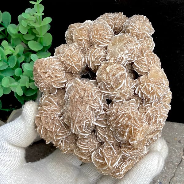 Cluster of sandy desert rose rosettes from Mexico, overall view