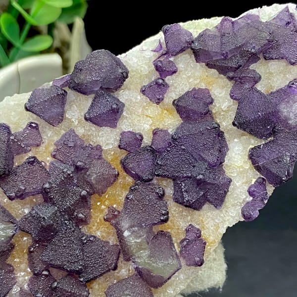 Plate of purple fluorite octahedra on white quartz from Zhejiang, China, detail of the matrix contact