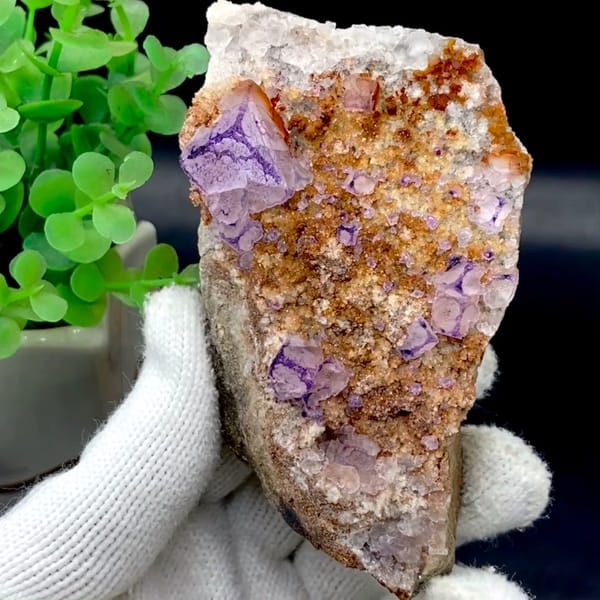 Purple-edged fluorite cubes over golden matrix from Guizhou, China, held in gloved hand