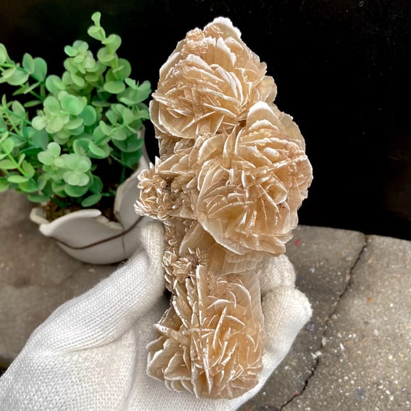 Tall desert rose of sandy gypsum petals from Mexico, second angle