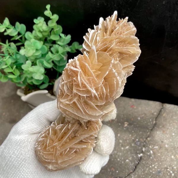 Tall desert rose of sandy gypsum petals from Mexico, close-up of the crystal faces