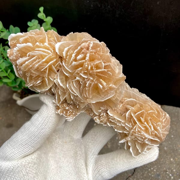 Tall desert rose of sandy gypsum petals from Mexico, reverse side