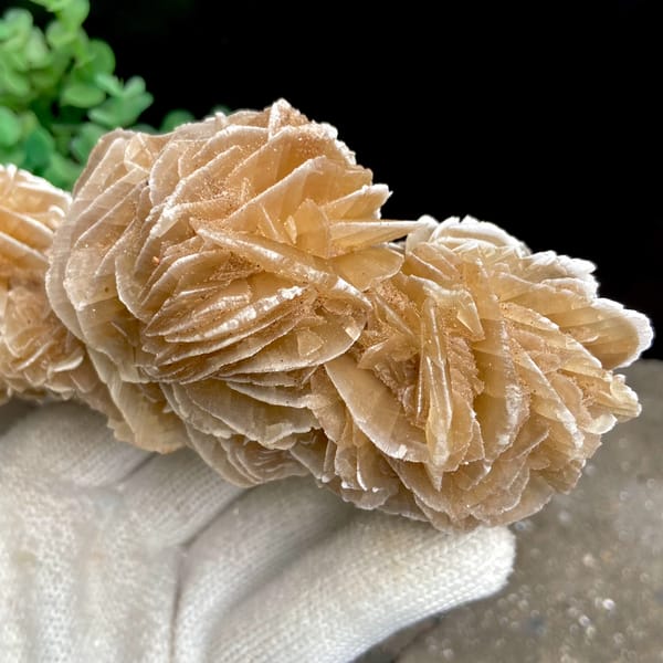 Tall desert rose of sandy gypsum petals from Mexico, top view