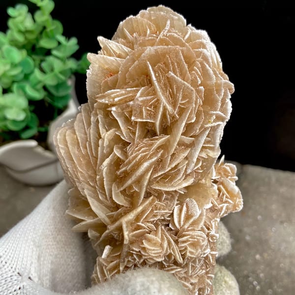 Tall desert rose of sandy gypsum petals from Mexico, detail of the matrix contact