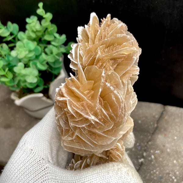 Tall desert rose of sandy gypsum petals from Mexico, side view