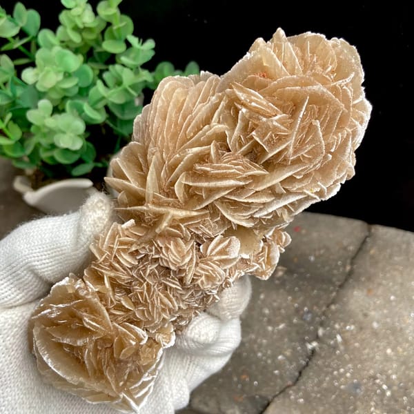 Tall desert rose of sandy gypsum petals from Mexico, close-up of terminations