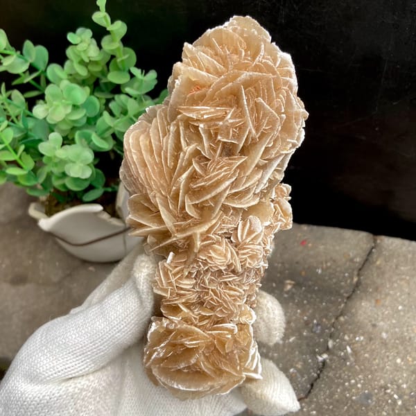 Tall desert rose of sandy gypsum petals from Mexico, overall view