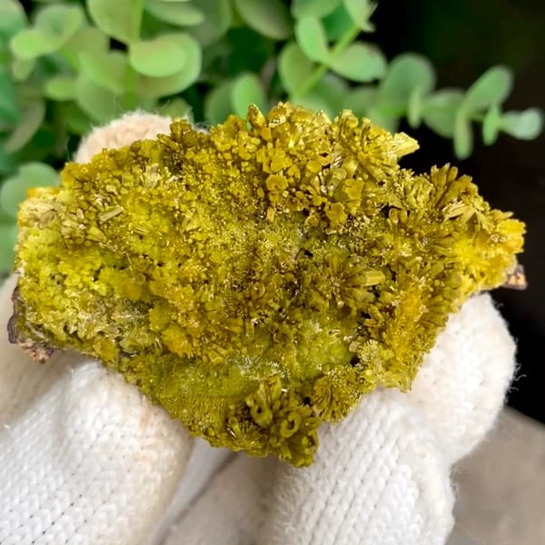 Matcha-green pyromorphite needles covering plate from Guangxi, China, held in gloved hand