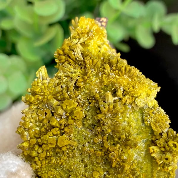 Matcha-green pyromorphite needles covering plate from Guangxi, China, close-up of terminations