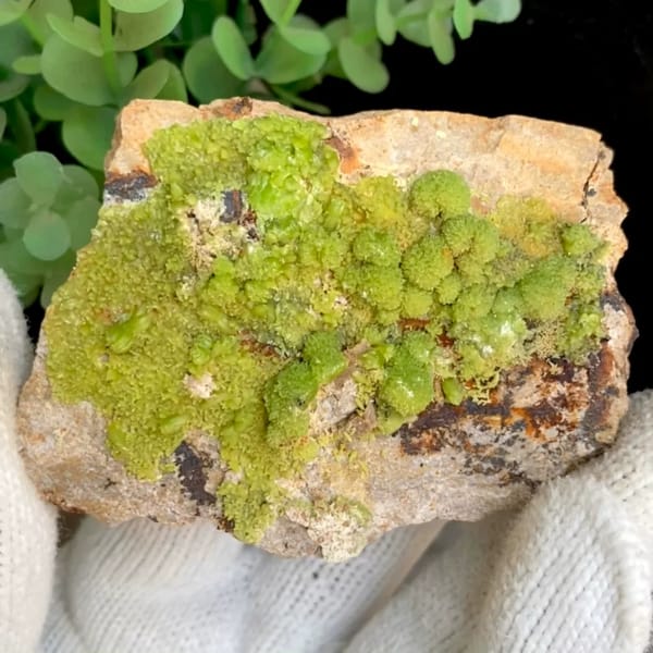 Lime-green botryoidal pyromorphite on rusty plate from Gongcheng, Guangxi, China, held in gloved hand