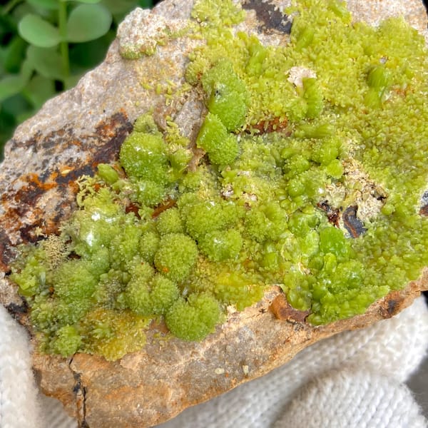 Lime-green botryoidal pyromorphite on rusty plate from Gongcheng, Guangxi, China, detail of the matrix contact