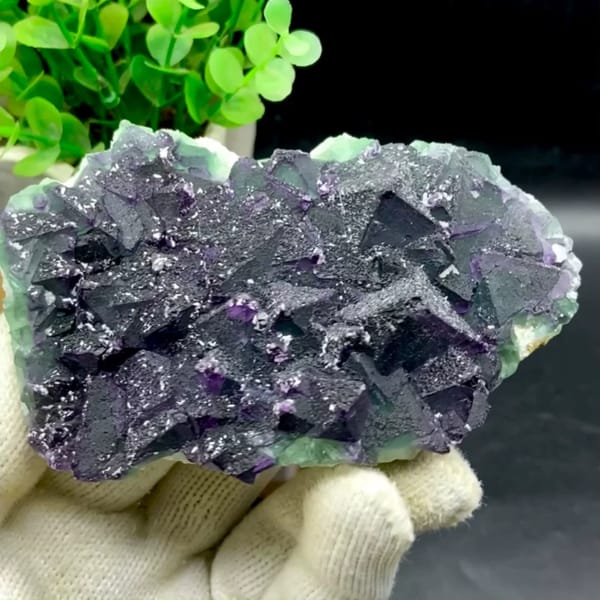 Dark green fluorite octahedra with purple edges and sparkling coating from Zhejiang, China, held in gloved hand