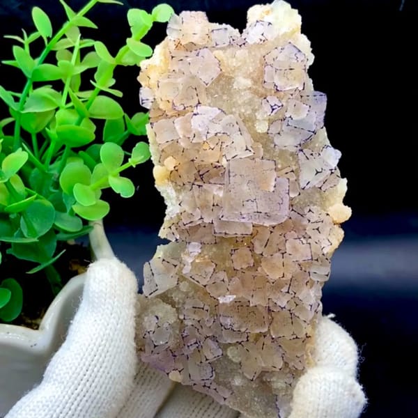 Tall plate of transparent purple-edged fluorite cubes from Guizhou, China, held in gloved hand