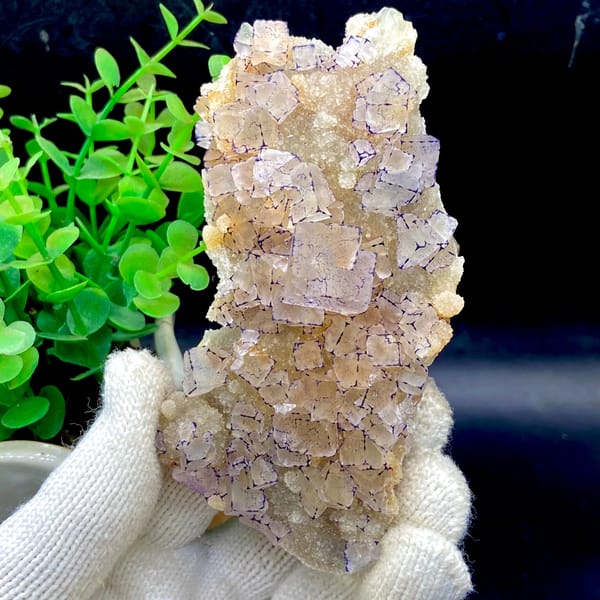 Tall plate of transparent purple-edged fluorite cubes from Guizhou, China, second angle