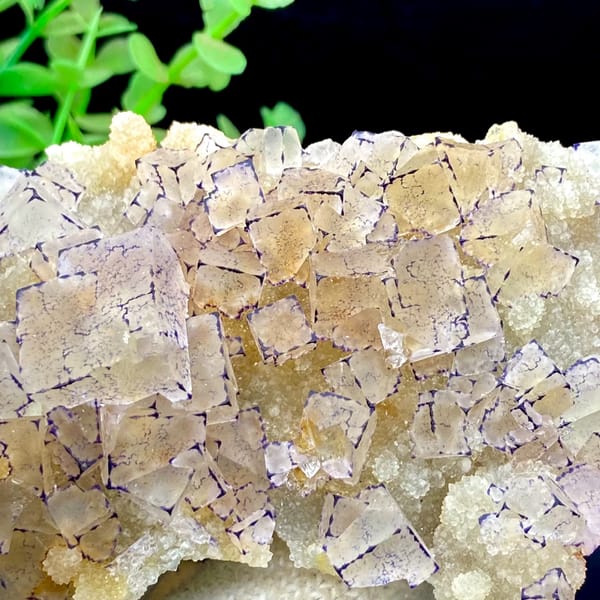 Tall plate of transparent purple-edged fluorite cubes from Guizhou, China, side view