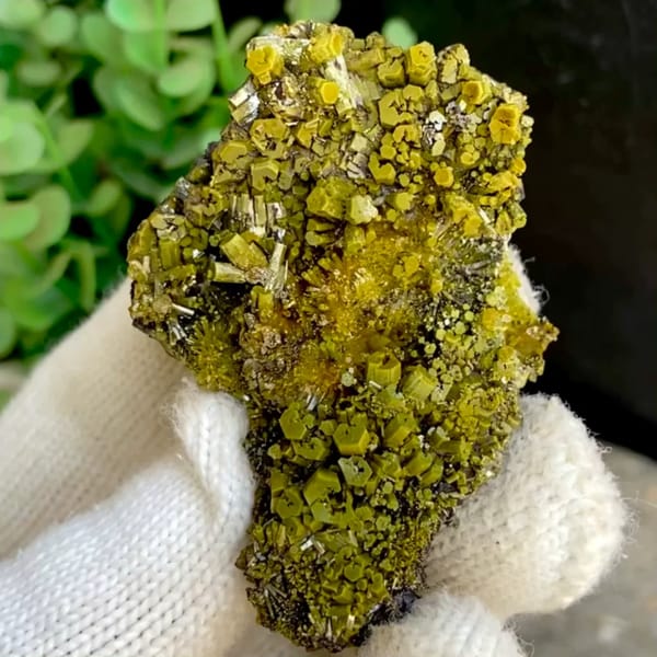 Matcha-green pyromorphite prisms covering tall wedge from Guangxi, China, held in gloved hand
