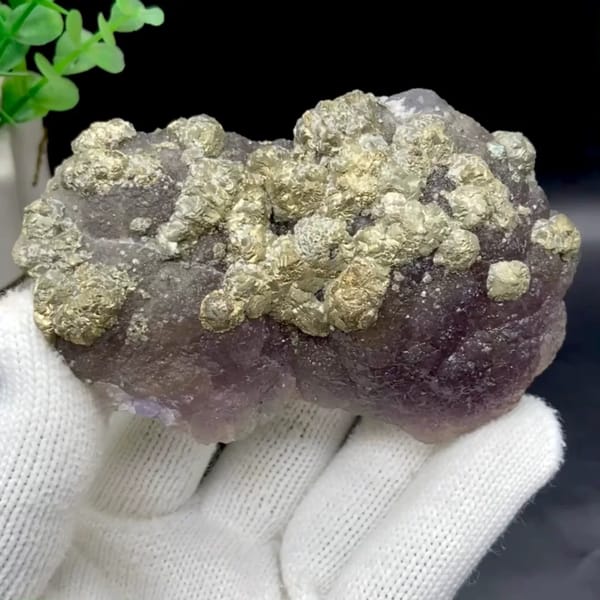 Pale pyrite rosettes over plum-purple fluorite from Jiangxi, China, held in gloved hand