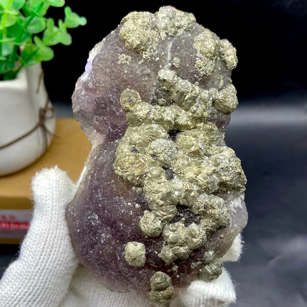 Pale pyrite rosettes over plum-purple fluorite from Jiangxi, China, side view