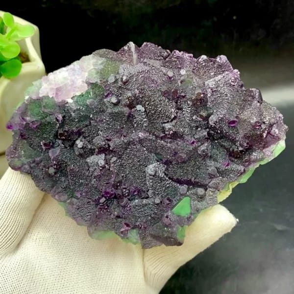 Plate of purple-edged green fluorite octahedra from Zhejiang, China, held in gloved hand