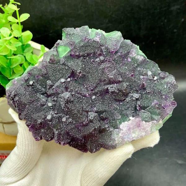 Plate of purple-edged green fluorite octahedra from Zhejiang, China, overall view