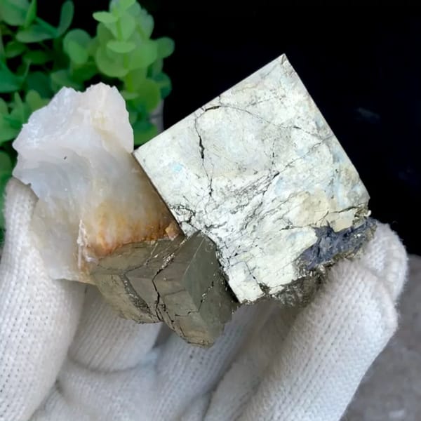 Large pale pyrite cube on pyrite base with white quartz from Shangbao, Hunan, China, held in gloved hand