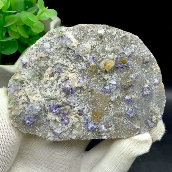 Small purple-edged garden fluorite cubes on grey plate from Hebei, China, held in gloved hand