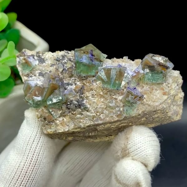 Green fluorite cubes with purple edges on grey matrix from Hebei, China, held in gloved hand