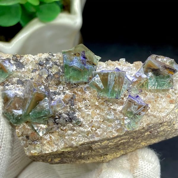 Green fluorite cubes with purple edges on grey matrix from Hebei, China, close-up of terminations
