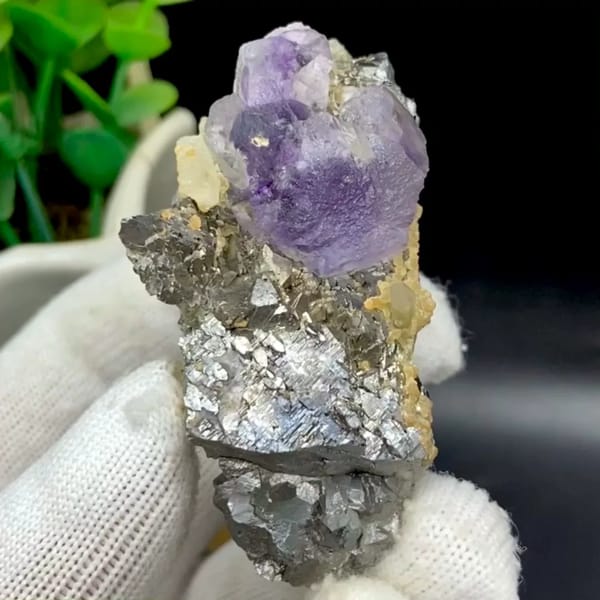 Purple fluorite cube on grey arsenopyrite and quartz from Yaogangxian, Hunan, China, held in gloved hand