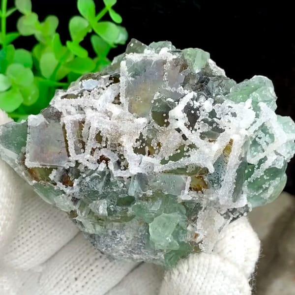 Green sugar fluorite cubes with frosted white druse from Fujian, China, held in gloved hand
