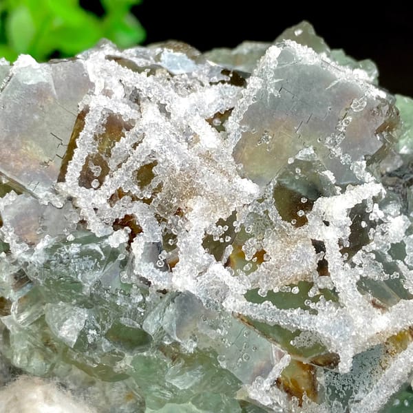 Green sugar fluorite cubes with frosted white druse from Fujian, China, detail of the matrix contact