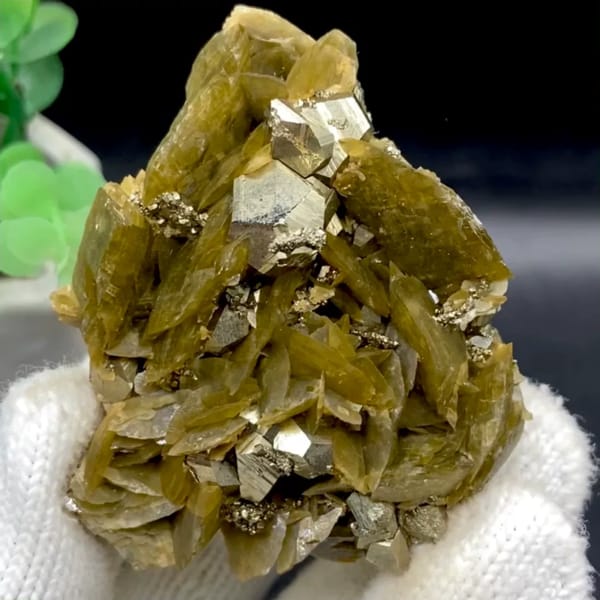 Olive siderite blades studded with bright pyrite dodecahedra from Guizhou, China, held in gloved hand