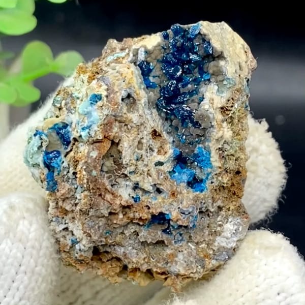 Deep blue veszelyite crystals in pale pocket from Yunnan, China, held in gloved hand