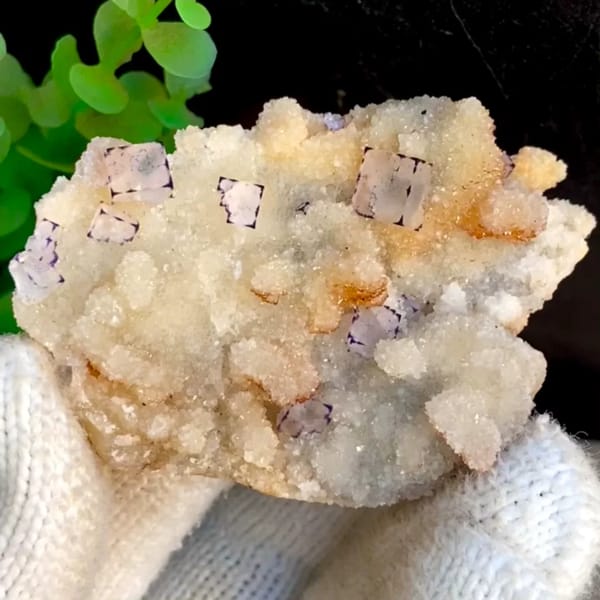 Small purple-edged fluorite cubes on white quartz druse from Guizhou, China, held in gloved hand