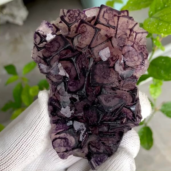 Purple-edged fluorite cubes with grid pattern from Inner Mongolia, China, held in gloved hand