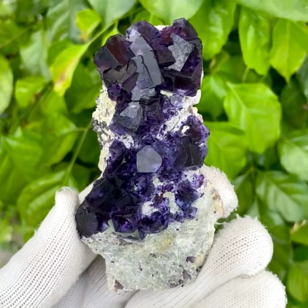 Deep purple phantom fluorite cubes on white quartz from Inner Mongolia, China, held in gloved hand