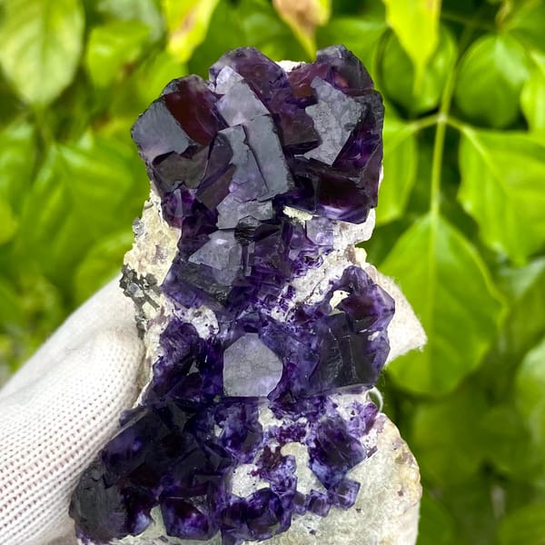 Deep purple phantom fluorite cubes on white quartz from Inner Mongolia, China, detail of the matrix contact