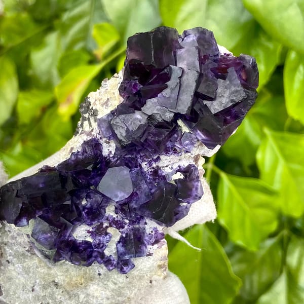 Deep purple phantom fluorite cubes on white quartz from Inner Mongolia, China, overall view