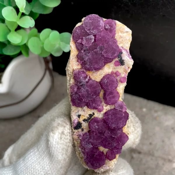 Raspberry strawberry-fluorite balls on tall tan sliver from Henan, China, held in gloved hand