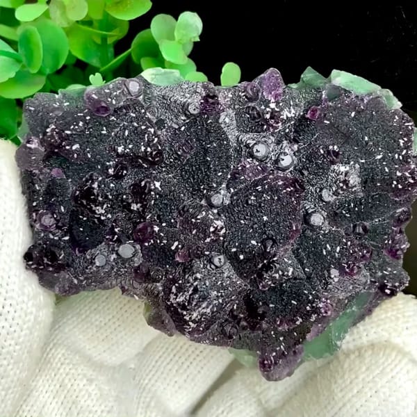 Dark green fluorite octahedra with purple edges and sparkling coating from Zhejiang, China, held in gloved hand