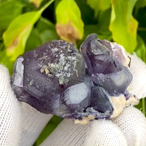 Dark purple phantom fluorite cubes with inclusions from Inner Mongolia, China, held in gloved hand