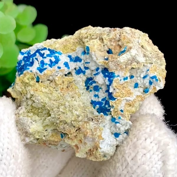 Electric-blue platy veszelyite on tan matrix from Yunnan, China, held in gloved hand