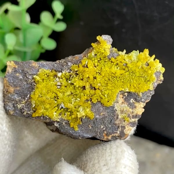 Band of matcha-green pyromorphite across dark limonite from Guangxi, China, held in gloved hand