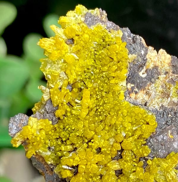 Band of matcha-green pyromorphite across dark limonite from Guangxi, China, close-up of the crystal faces