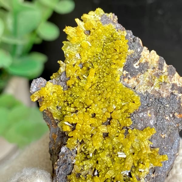 Band of matcha-green pyromorphite across dark limonite from Guangxi, China, close-up of terminations