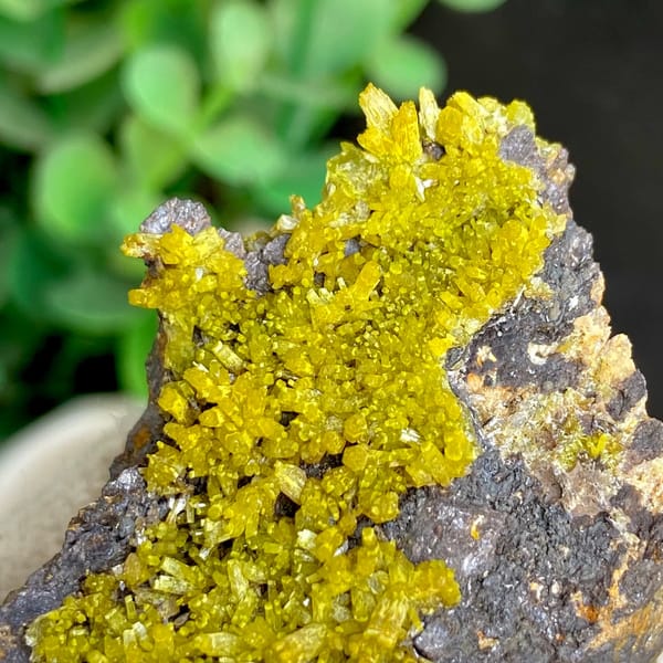 Band of matcha-green pyromorphite across dark limonite from Guangxi, China, overall view