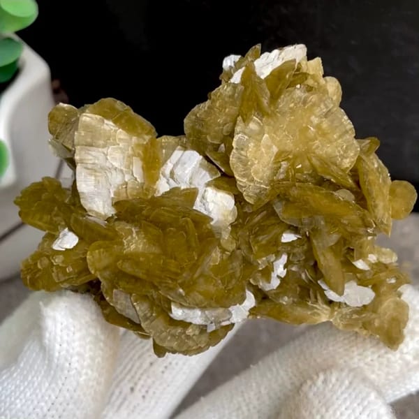 Cluster of olive-brown siderite blades from Guizhou, China, held in gloved hand